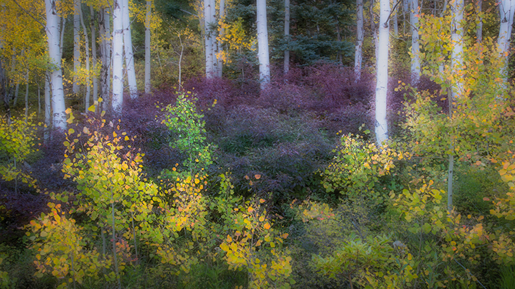 colorado, co, san juan mountains, mountains. trees, aspens, fall, fog, atmospherics, owl creek, snow, flora, autumn, rockies...