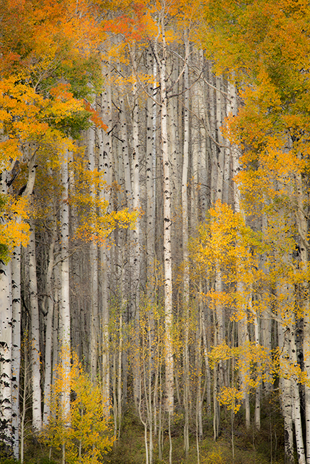 Fall colors, fall, trees, aspens, san juan mountains, co, colorado, durango, rockies, mountains