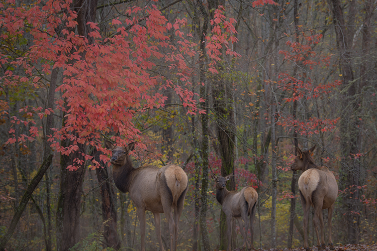 great smoky national park, smokys, mountains, fall, water, nc, tn, north carolina, tennessee, maples, colors, national, park...