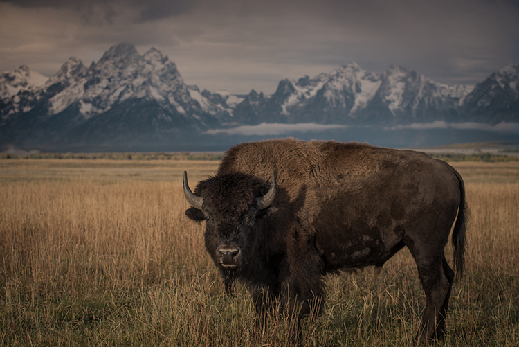 grand teton national park, tetons, snake river, snake, river, mountains, trees, water, color, aspens, clouds, fog, dawn, atmospherics...