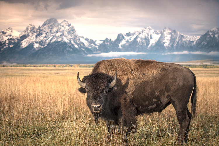 grand teton national park, tetons, snake river, snake, river, mountains, trees, water, color, aspens, sunset, moon, clouds, bison...