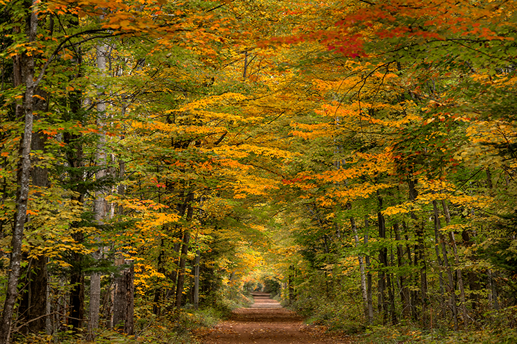 fall, colors, trees, autumn, michigan, upper, peninsula, mood, forest, maples, bond, falls, river, creek, water, flora, atmospherics...