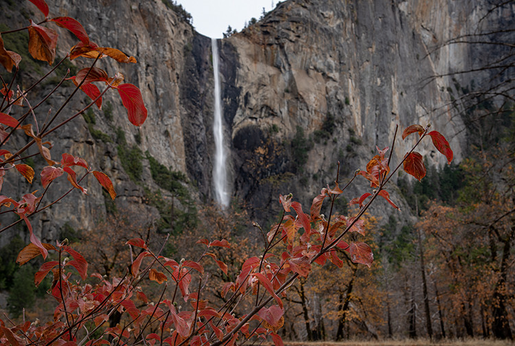 yosemite, fall, national park, sierra, mountains, trees, merced, river, dogwood, sierra nevada, water, bridalveil falls, yosemite...