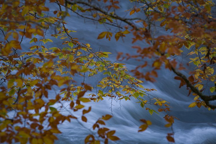 great smoky national park, smokys, mountains, fall, water, nc, tn, north carolina, tennessee, maples, colors, national, park...