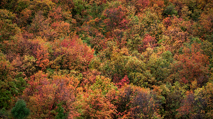 mountains, Wyoming, wy, Tetons, Grand Teton Park, landscape, Fall, trees, aspens, fall color, jackson, targhee, idaho, id