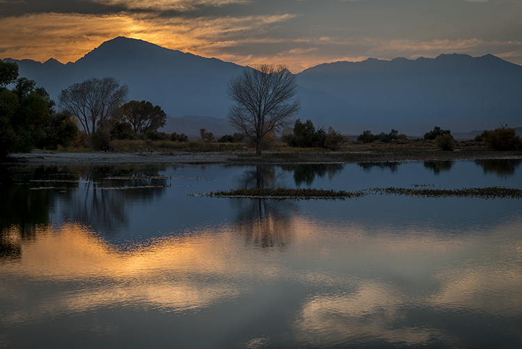 eastern sierra, sierra, aspens, bishop, fall, ca, california, trees, water, mountains, fall colors, fall colors, sunset, farmers...