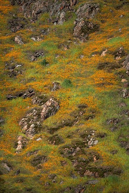 yosemite, national park, ca, california, mountains, sierra, valley, sunrise, snow, winter, colors flora, fiddle neck, wildflowers...