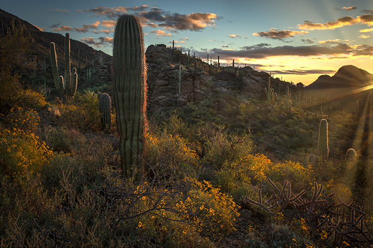 az, arizona, cactus, cacti, saguaro, national, park, tucson, sunset, sunrise, mountains, desert, sonora, wildflowers, spring...