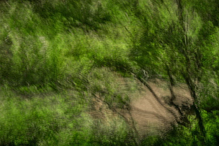impressions, trees, maples, movement, motion