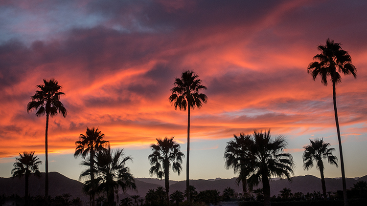 desert, palm, springs, indio, polo field, sunset, ca, california, mojave