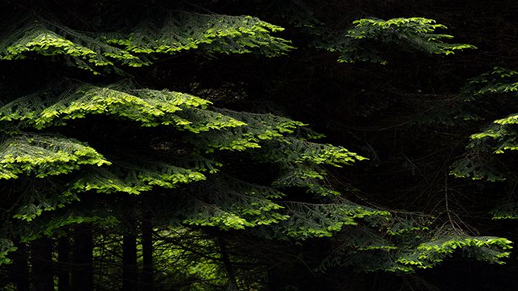 redwoods national park, redwoods, ca, california, flora, trees, jedediah smith