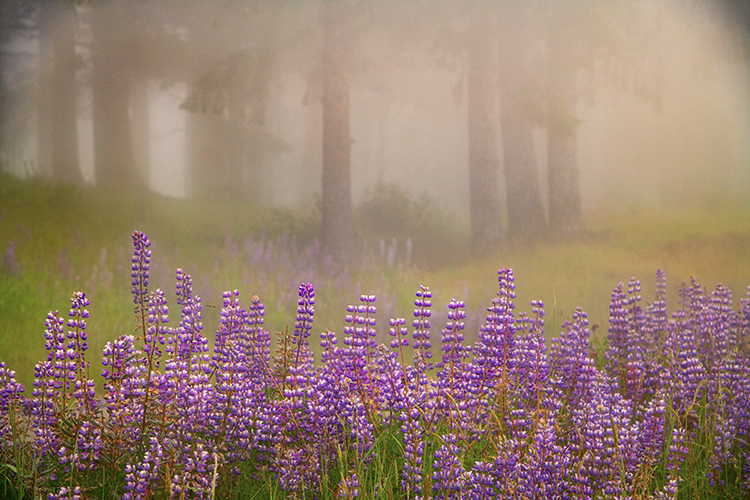 redwoods national park, redwoods, ca, california, flora, trees, lady bird reserve, lady bird, wildflowers, lupine, fog