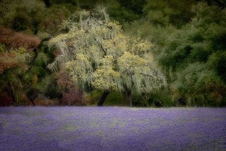 santa barbara, wildflowers, lupine, trees, flora, live oak, oak, california, ca, spring, bloom