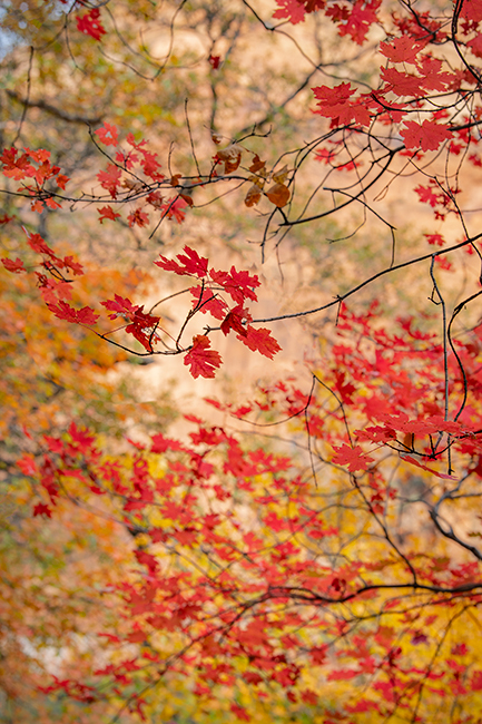 Zion, Zion National Park, ut, utah, red rock, trees, fall, colorado plateau, southwest, mountains, sandstone, zion canyon, cottonwood...