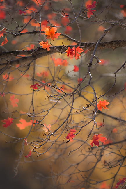 zion, zion national park, mountains, southwest, utah, maples, fall colors, fall,