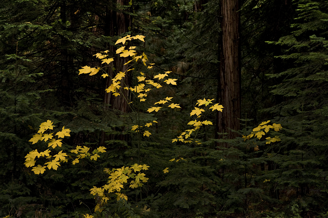 fall yosemite valley