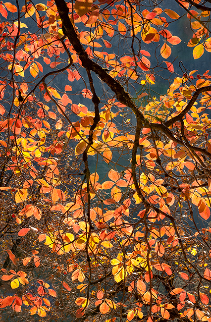 yosemite, national, park, sierra, valley, merced, river, dogwood, fall, colors, leaves, leafs, mountains, trees, water, flora...