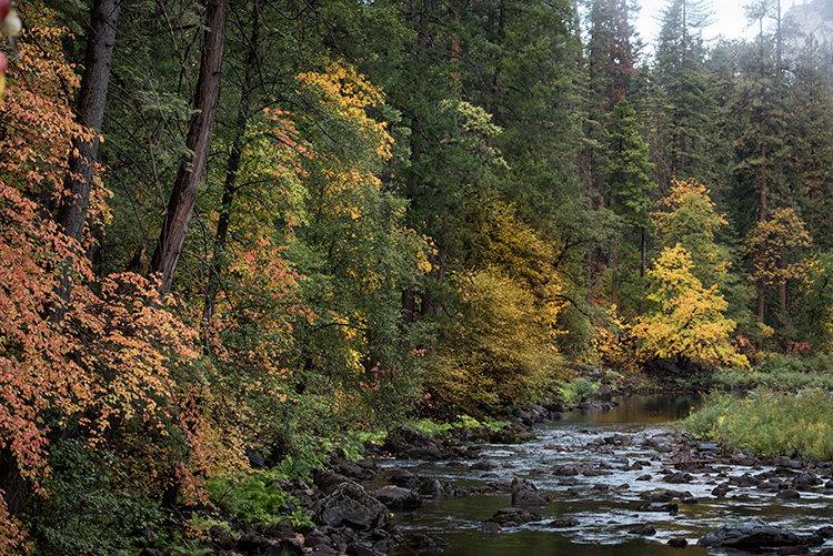 Yosemite, Sierra, mountains, yosemite valley, fall, merced river, merced, water, maples, fall color, fall, dogwoods,  wildlife...