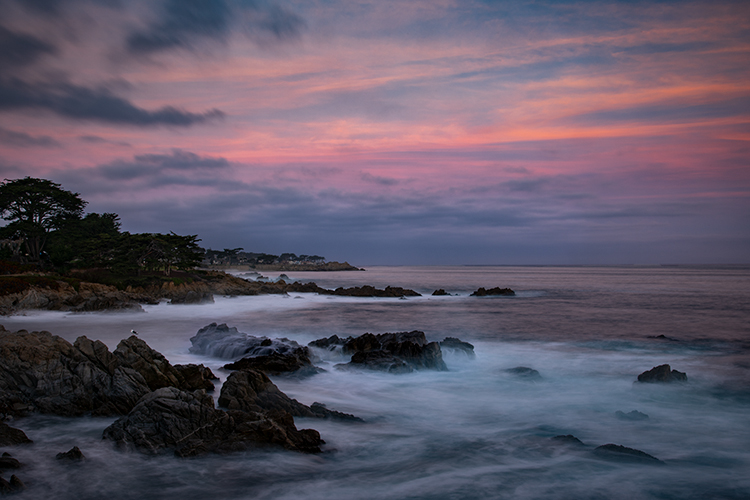 monterey, bay, ca, california, sunrise, water, ocean, pacific, flora, aloes, aloe, cypress, sunrise, surf, rocks, coastline...