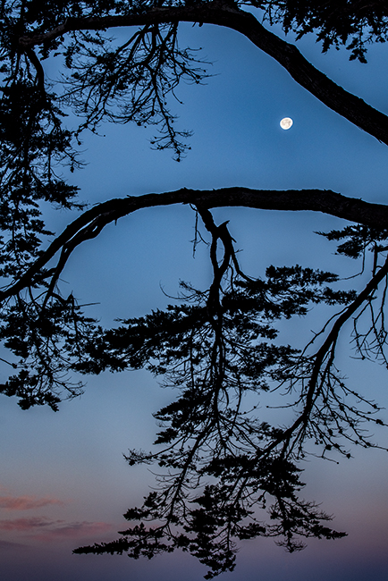 point reyes, seashore, national park, ca, west marin, marin, west, trees, cypress, tree tunnel, sunrise, moonset, moon