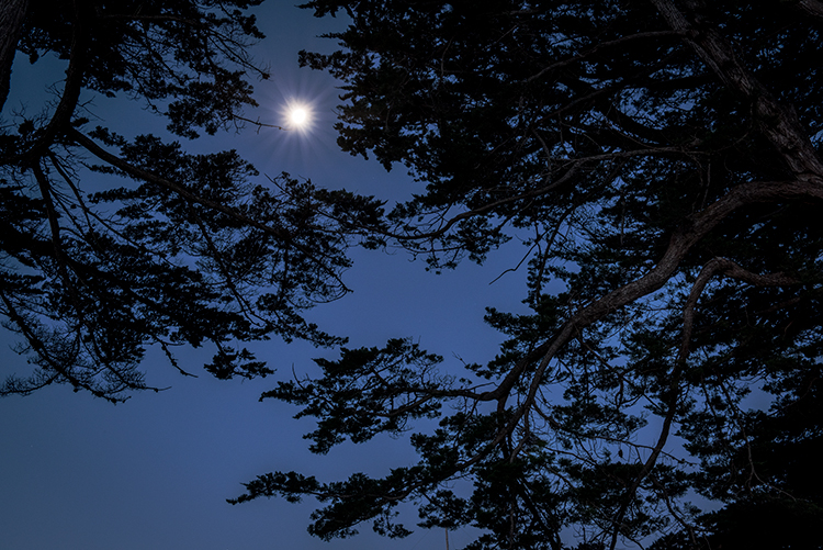 point reyes, seashore, national park, ca, west marin, marin, west, trees, cypress, tree tunnel, sunrise, moonset, moon