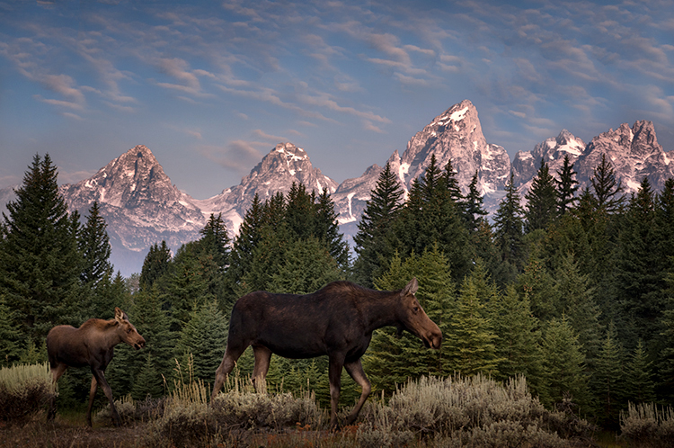 grand teton national park, tetons, snake river, snake, river, mountains, trees, water, color, aspens, sunset, clouds, wildlife...