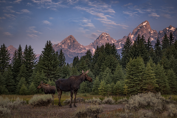 grand teton national park, tetons, snake river, snake, river, mountains, trees, water, color, aspens, sunset, moon, clouds, schwabaker...