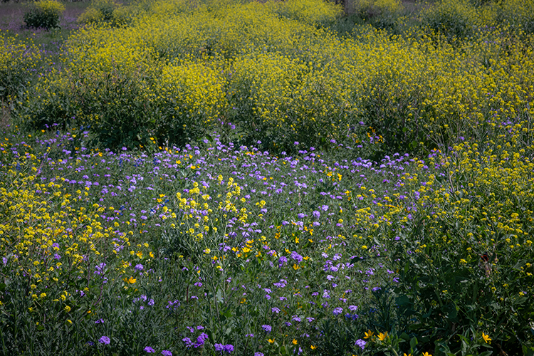 texas, tx, wildflowers, blue bonnets, indian paint brush, texas hill country, flora, lupine, flora, oaks, spring, oak