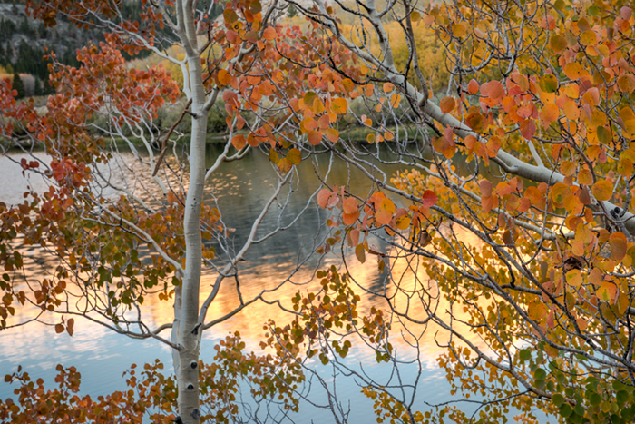 Sierra, fall. color, fall colors, mountains, trees, landscape, Bishop, aspens, california, north lake, reflections, sunrise