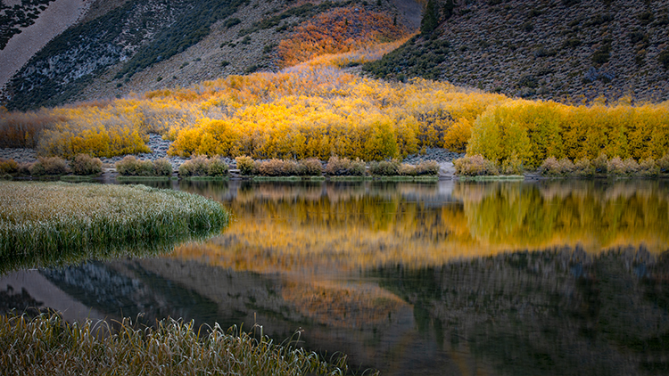 Eastern Sierra, Sierra, CA, California, Fall, mountains, foliage, leaves, autumn, aspens, flora, trees, water, bishop, creek...