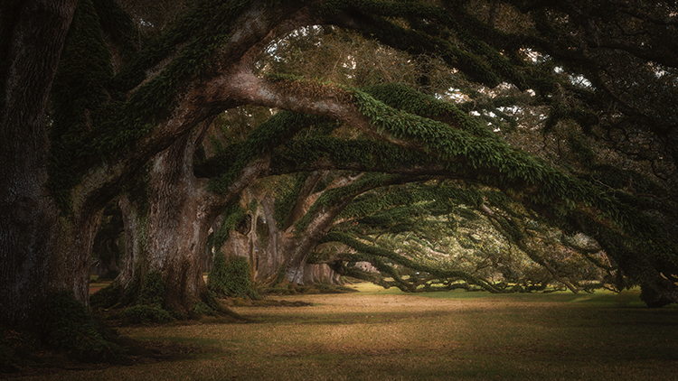 oaks, boughs, trees, fog, sunset, sunrise, south, louisiana, la, tree tunnel, spanish moss, moss,