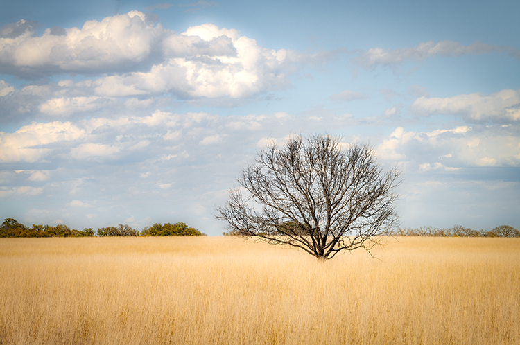 texas, tx, spring, flora, oak, trees, clouds, hill country,