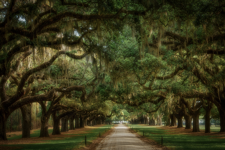 boone hall plantation, flora, oaks, spanish moss, spring, gardens, south, south carolina, carolina, plantations