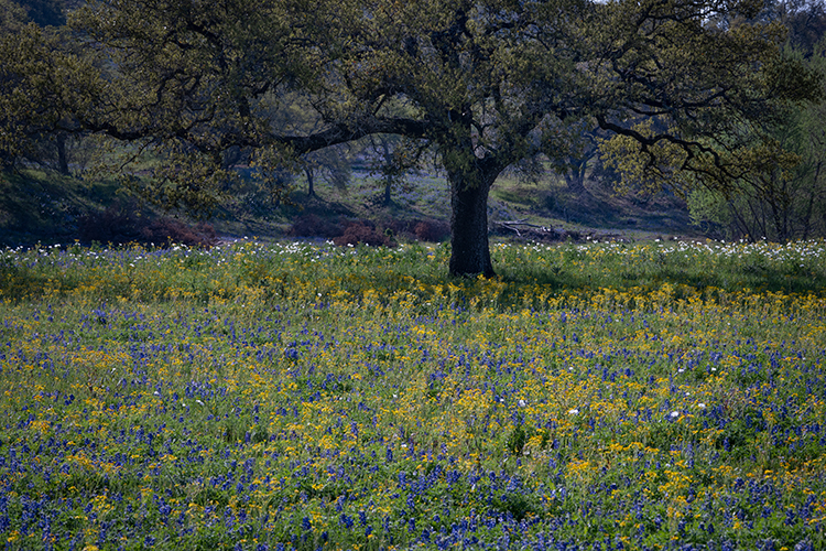 texas, tx, wildflowers, blue bonnets, indian paint brush, texas hill country, flora, lupine, flora, oaks, spring, mustard, larch...