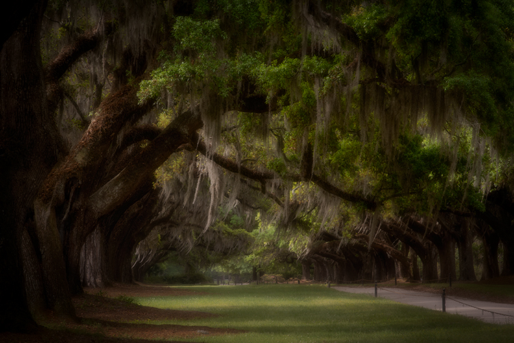 boone hall plantation, flora, oaks, spanish moss, spring, gardens, south, south carolina, carolina, plantations
