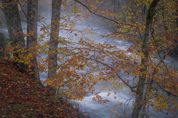 great smoky national park, smokys, mountains, fall, water, nc, tn, north carolina, tennessee, maples, colors, national, park...