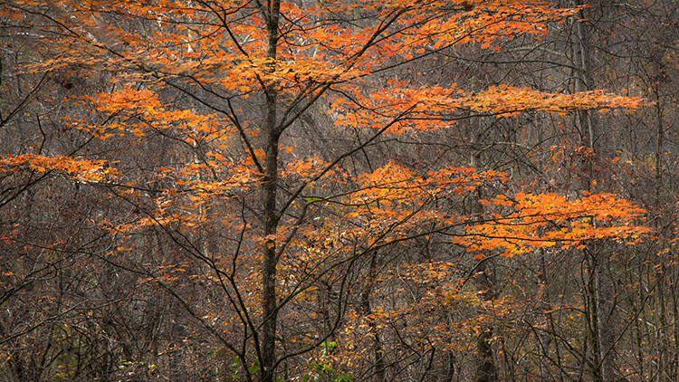 great smoky national park, smokys, mountains, fall, water, nc, tn, north carolina, tennessee, maples, colors, national, park...