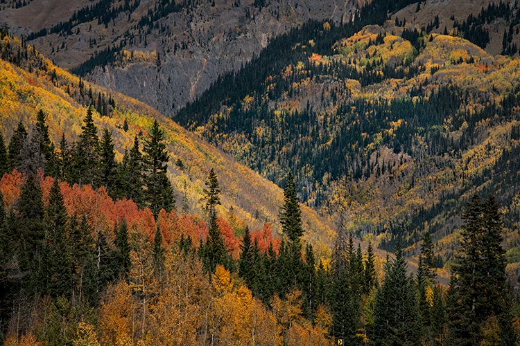 colorado, co, aspens, fall, colors, fall colors, san juan, san juan mountains, mountains, rocky mountains, flora, sunrise, sunset...