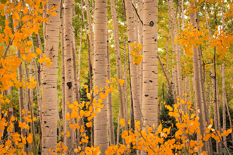 Rocky Mountains, San Juan mountains, rockies, san juans, fall, autumn, color, trees, aspen, pine, fir, colorado, co, owl creek...