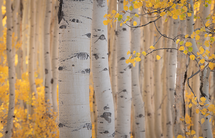 colorado, co, fall, san juan, owl creek, aspens, trees, flora, mountains, colorado plateau, sunrise, dallas divide, ridgway...