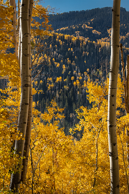 colorado, co, fall, san juan, owl creek, aspens, trees, flora, mountains, colorado plateau, sunrise, dallas divide, ridgway...