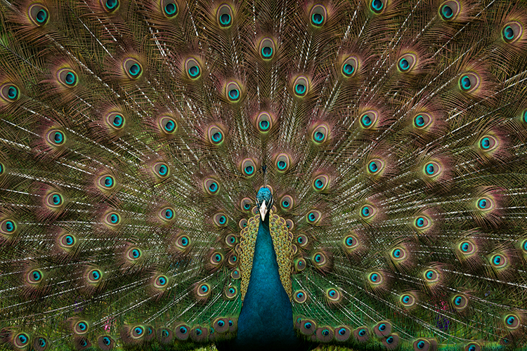 magnolia gardens, flora, oaks,  spring, gardens, south, south carolina, carolina, plantations, magnolia, gardens, fauna, peacock...