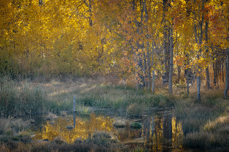 Eastern Sierra, Sierra, CA, California, Fall, mountains, foliage, leaves, autumn, aspens, flora, trees, water, bishop, creek...