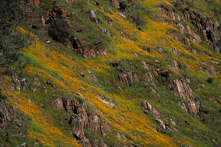 yosemite, sierra, horsetail falls, mountains, sunset, water, california, ca, winter, national park, wildflowers, poppies