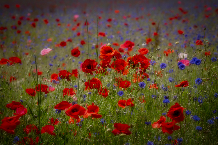 michigan, fennville, fields, sunset, europe, bloom, flowers, flora, rows, poppy, poppy, wildflowers