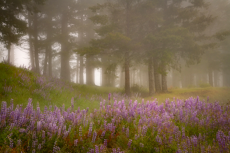 redwoods national park, redwoods, ca, california, flora, trees, lady bird reserve, lady bird, wildflowers, lupine, fog