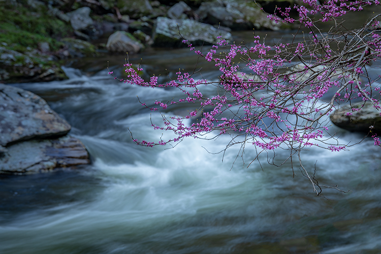 Great Smoky Mountains, smokies, smokys, Tennessee, tn, north carolina, nc, spring, bloom, mountains, water, little river, trees...