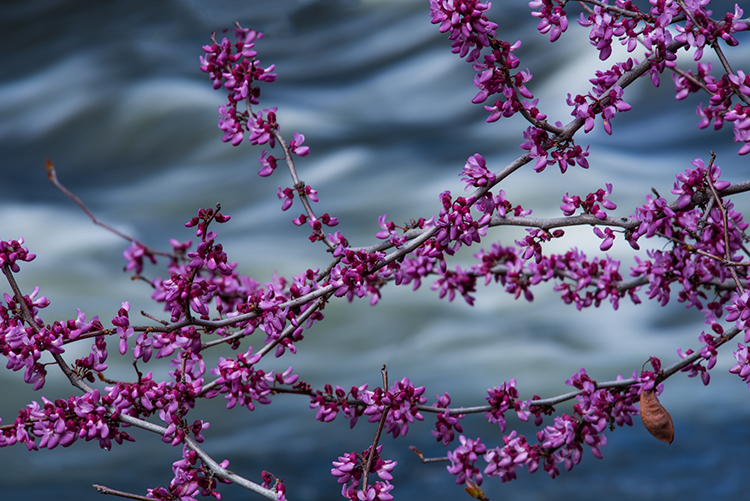 red bud, trees, merced river, yosemite national park, mountains, water, sierra, merced, ca, california