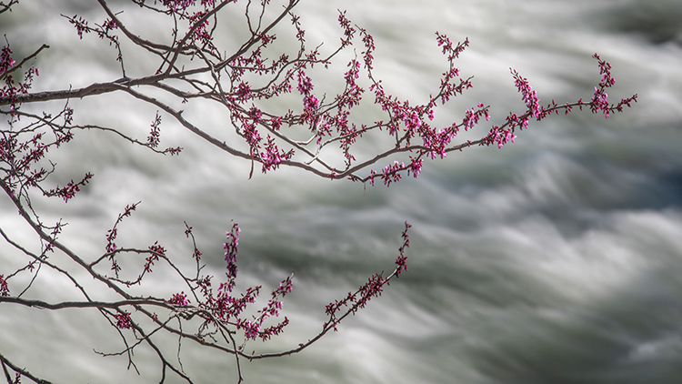 yosemite, national park, ca, california, mountains, sierra, water, valley, merced, river,  colors flora, trees, canyon, red bud...