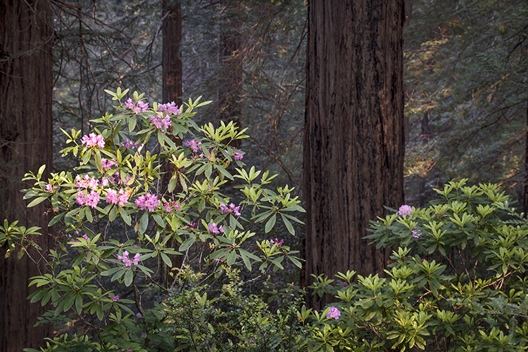 redwood national park, redwoods, rhododendrons, rhodes, forest, trees, n ca, northern ca, northern california, california, pacific...